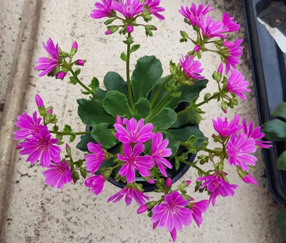 lewisia