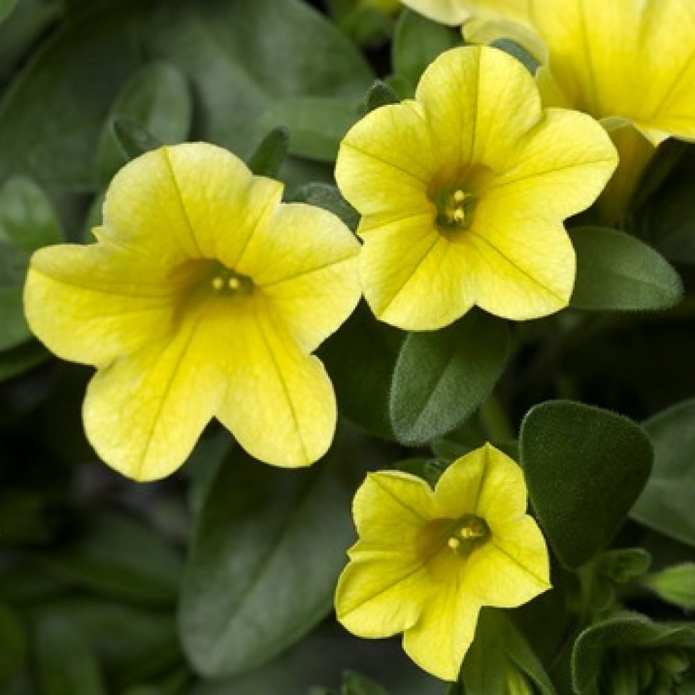 Calibrachoa Yellow- 10cm These colourful plants form an excellent trailing habit. Ideal for your hanging baskets and garden containers. Produces masses of mini golden-yellow flowers over green foliage.
