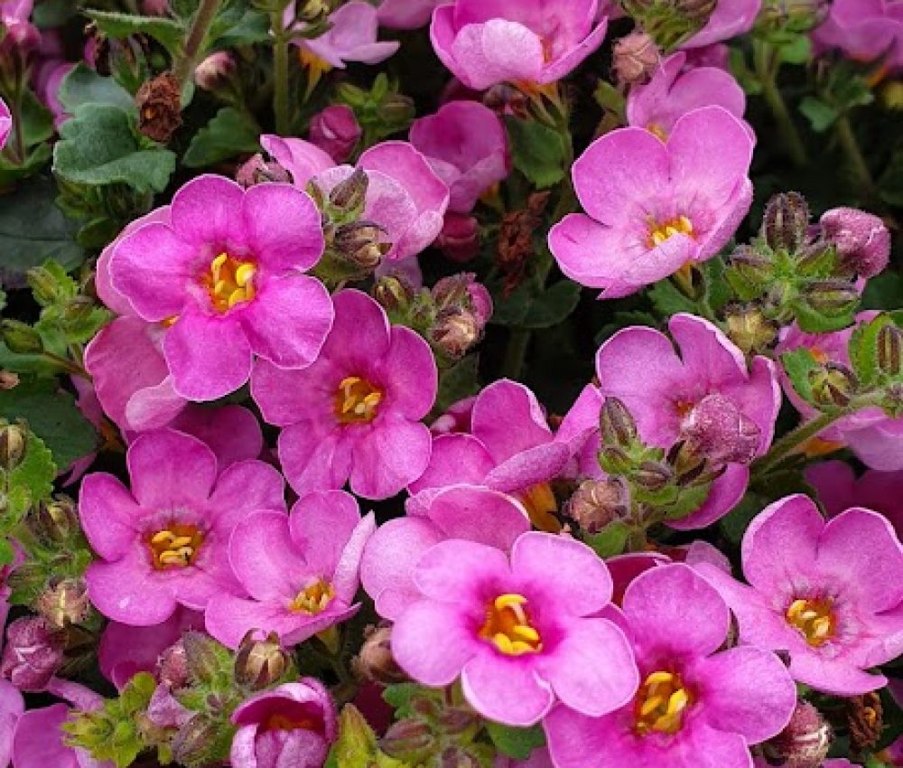 Bacopa Deep Pink