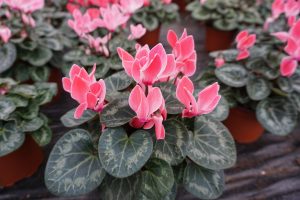 Laser Cyclamen 