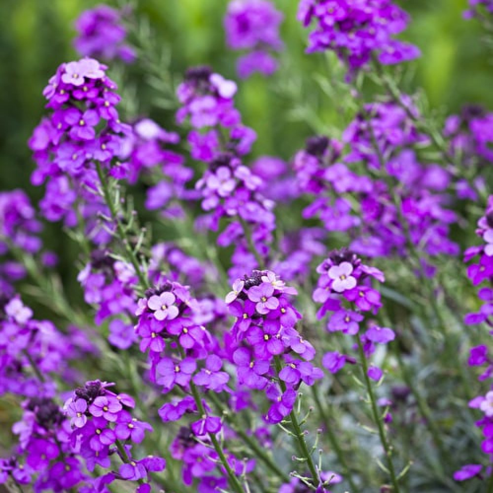 Erysimum bowles mauve
