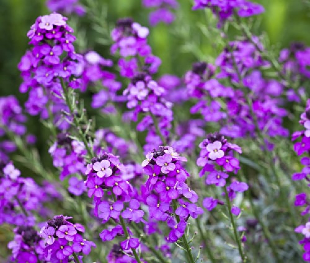 Erysimum bowles mauve