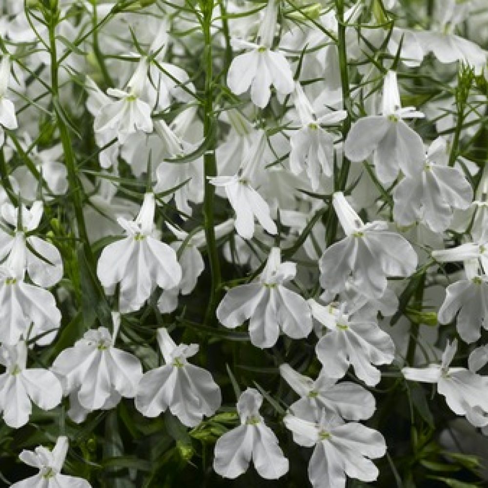 Lobelia bush White