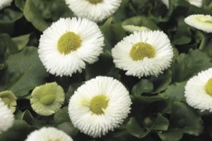 BELLIS WHITE | MG Webber West Country Grown Ltd.