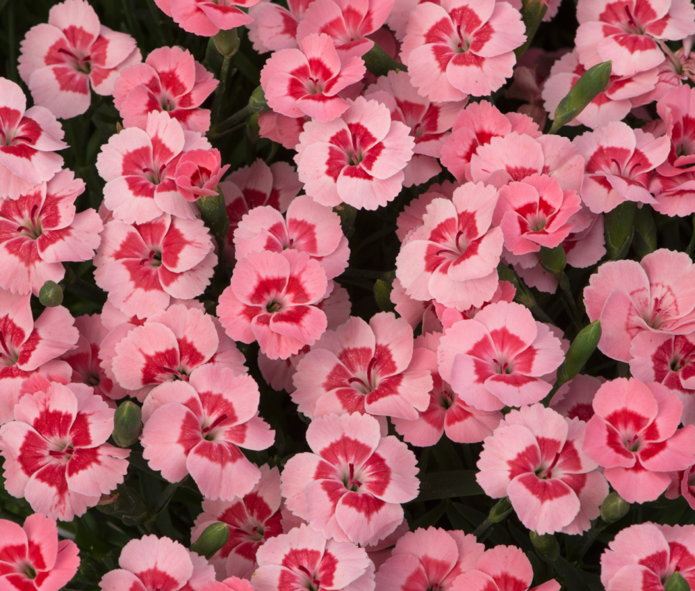 dianthus peach party