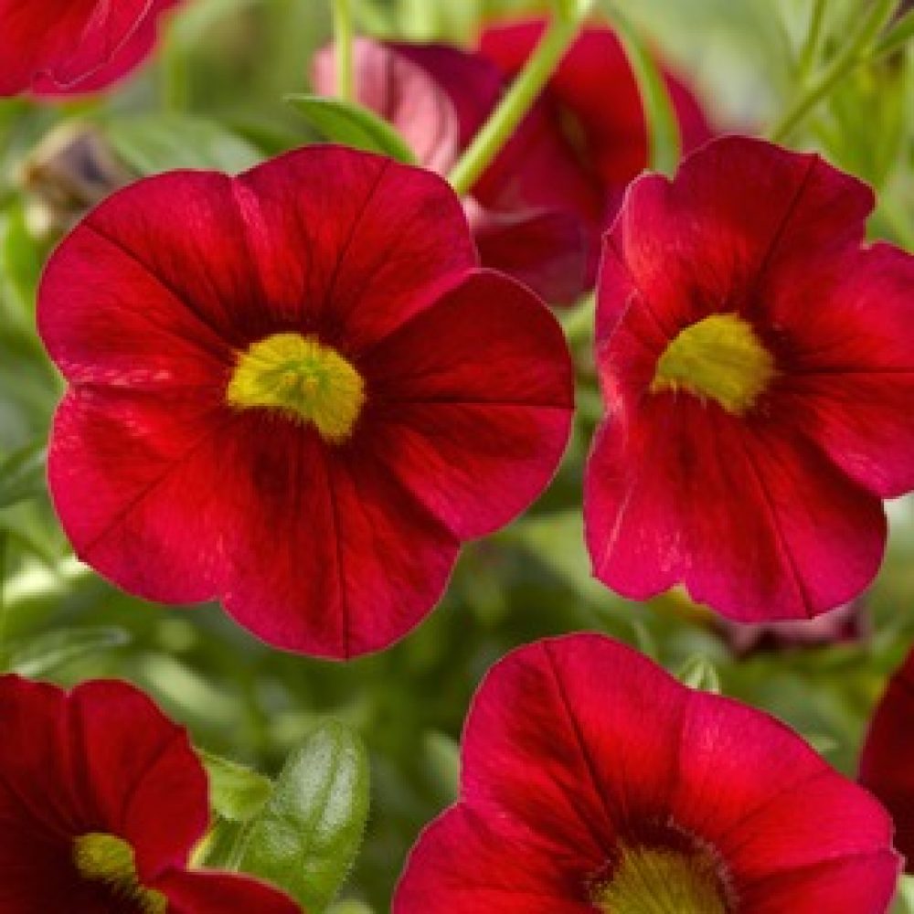 Calibrachoa Scarlet- 10cm These colourful plants form an excellent trailing habit. Ideal for your hanging baskets and garden containers. Produces masses of mini rich scarlet-red flowers over green foliage.