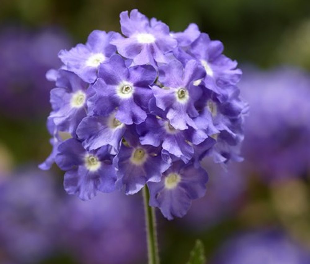 verbena sky blue