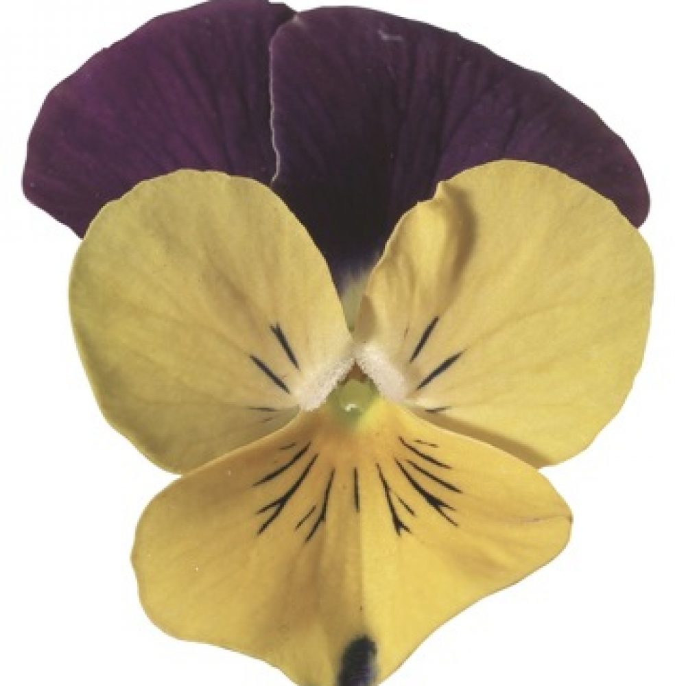 Viola Yellow And Purple