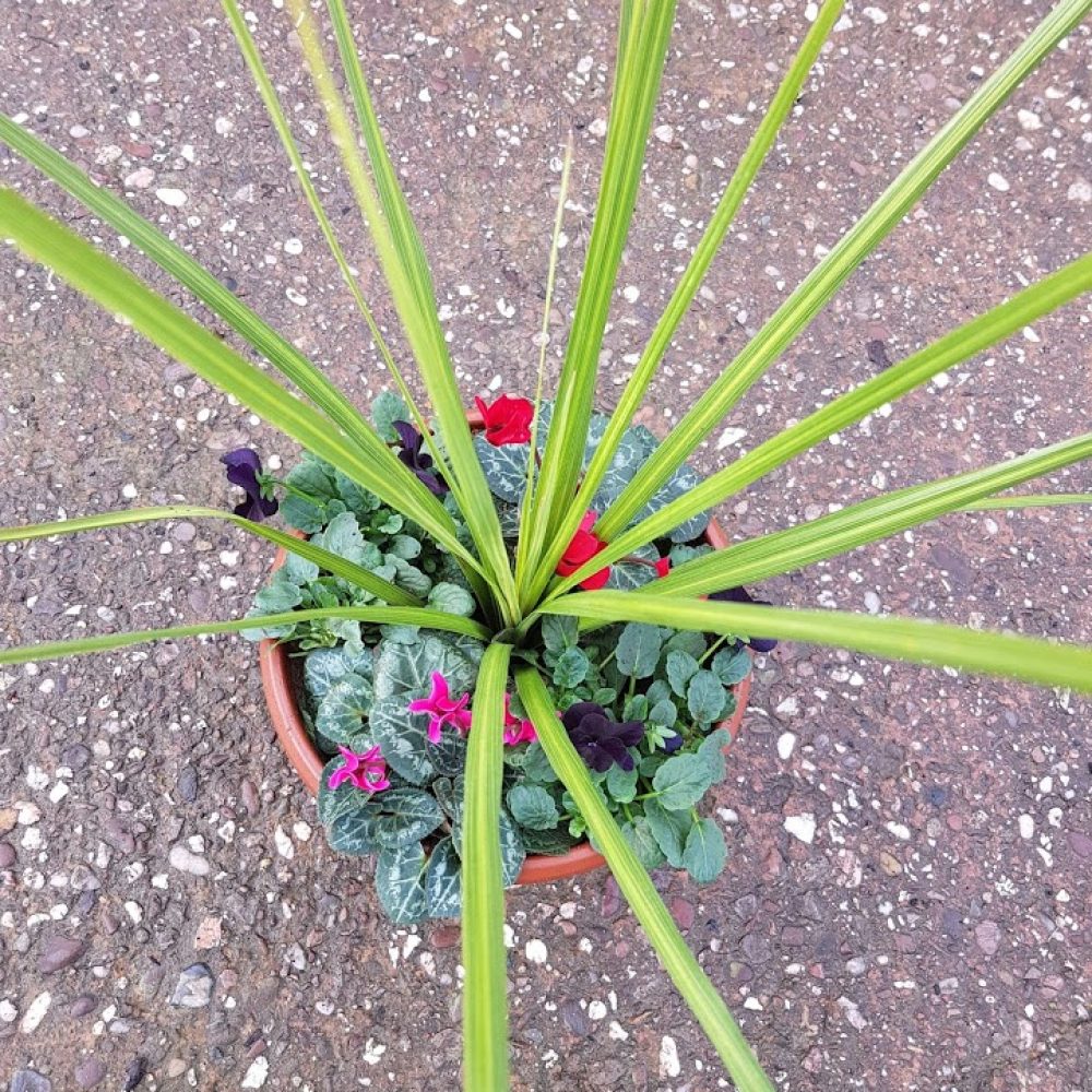 Planted Patio Pot
