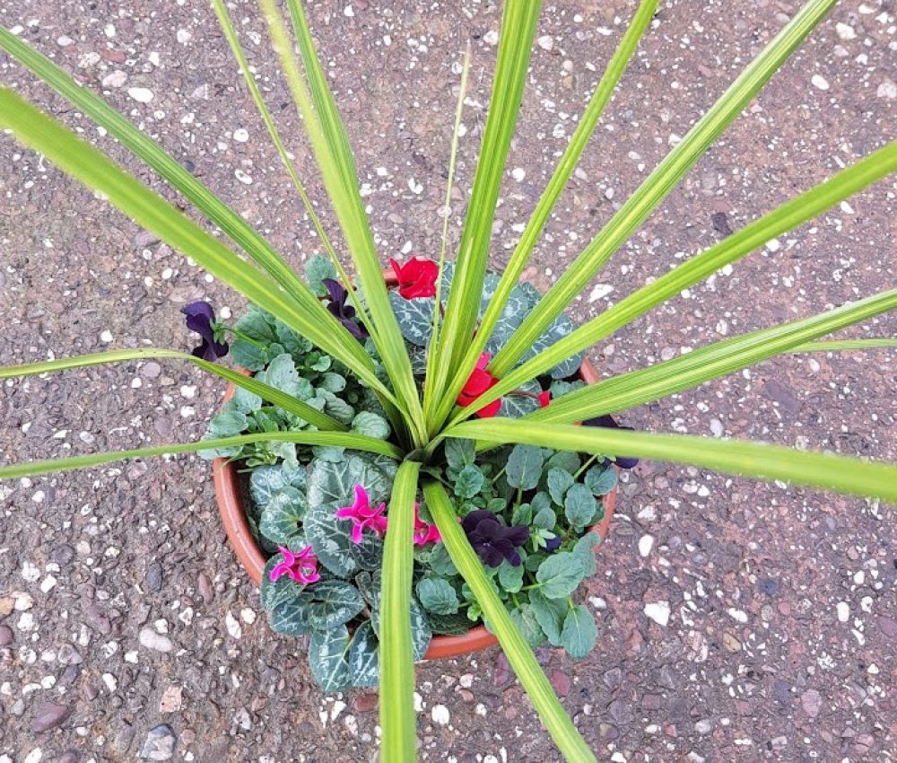 Planted Patio Pot