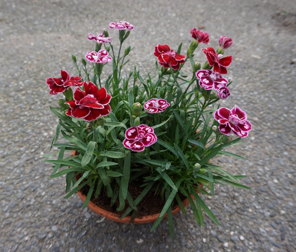DSC00090