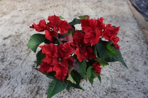 Poinsettia Carousel