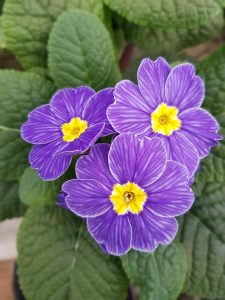 Blue zebra primrose