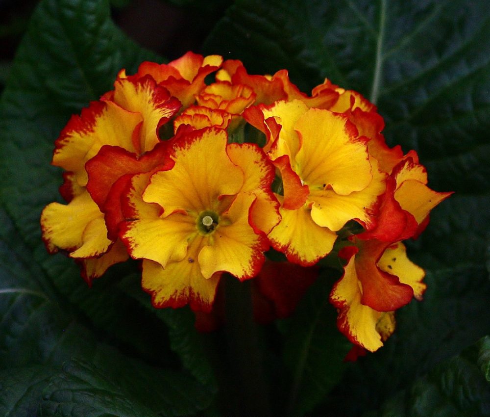 Polyanthus Firecracker