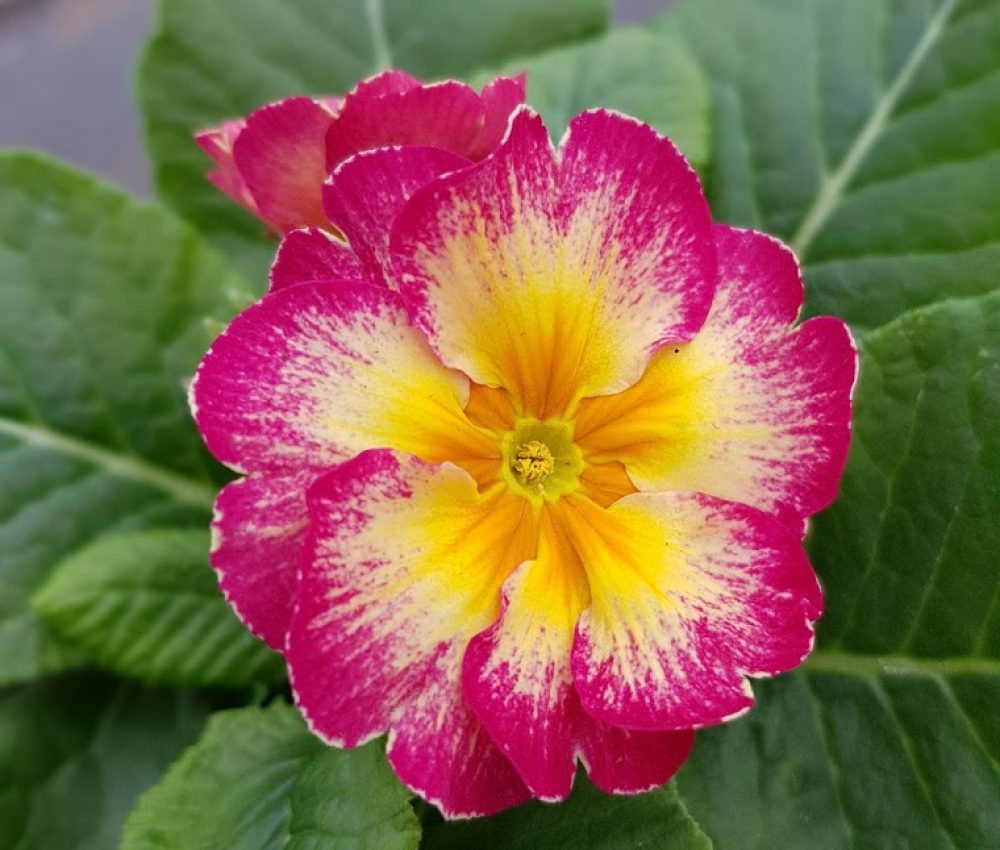 Polyanthus showstopper Calypso 1