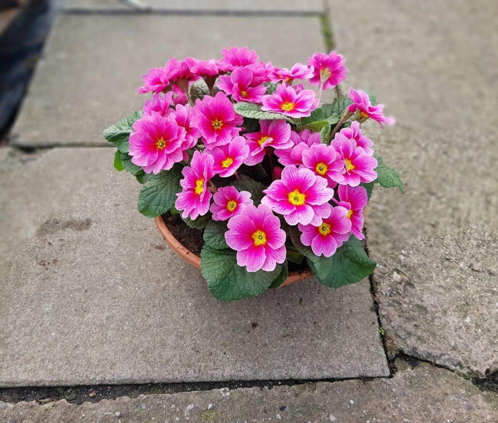 Primrose bowl