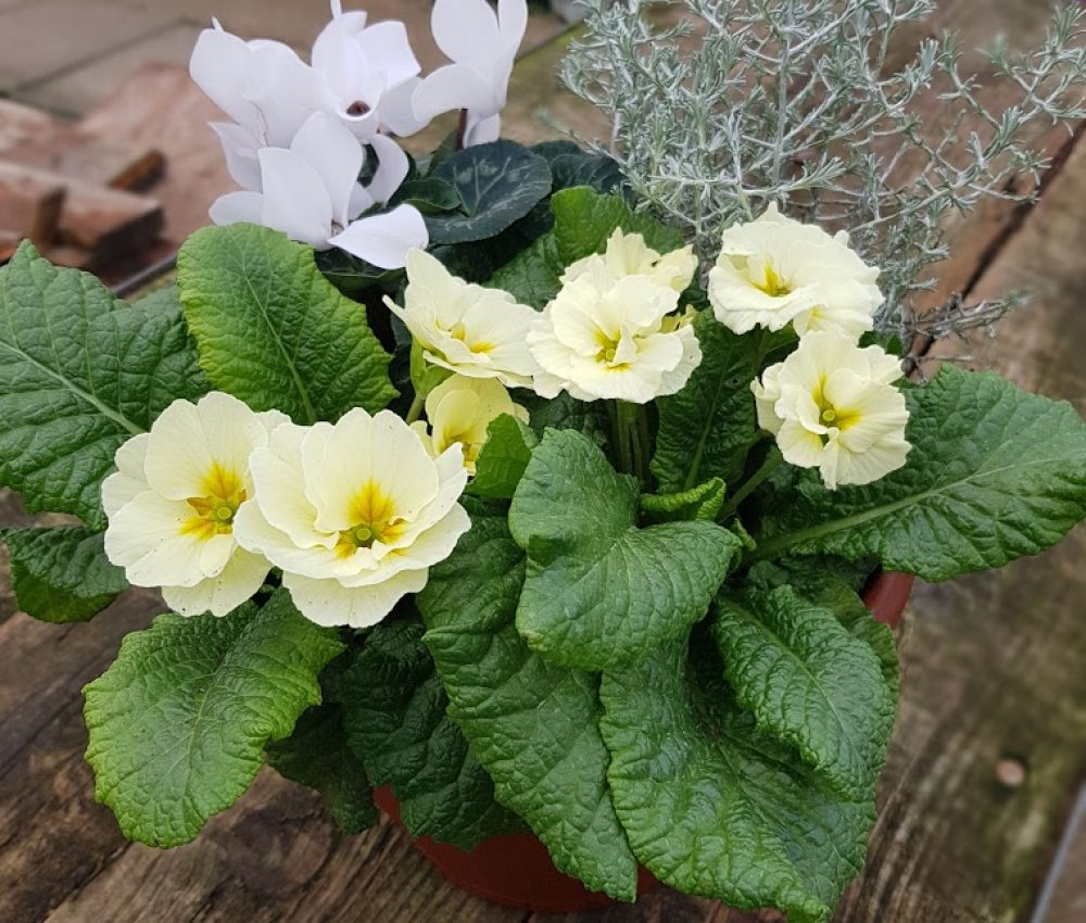 Winter Patio Pot 3