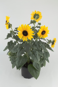 sunfinity sunflower
