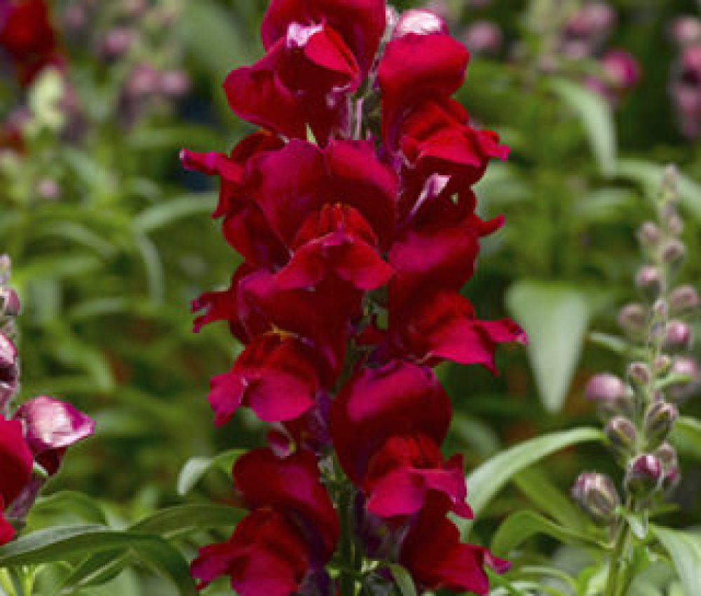 Antirrhinum Snaptastic Red