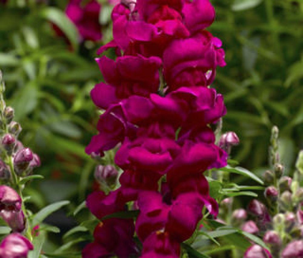 Antirrhinum Snaptastic magenta