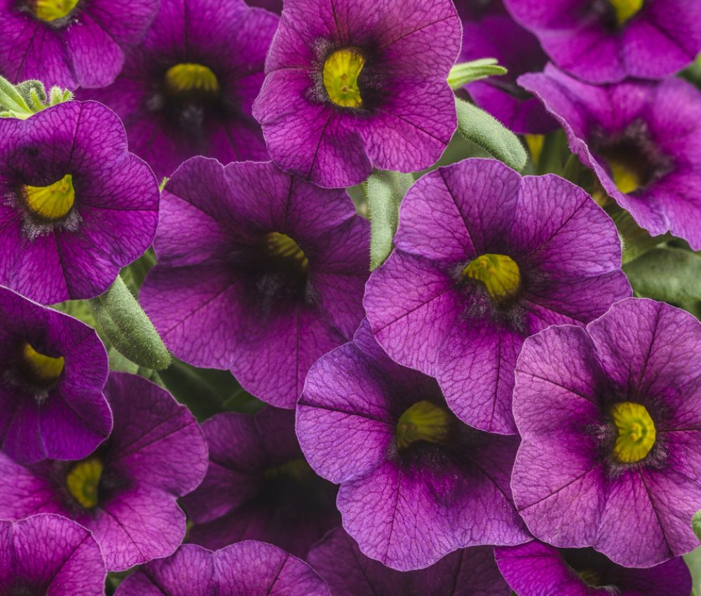 Calibrachoa Hummingbird Plum-