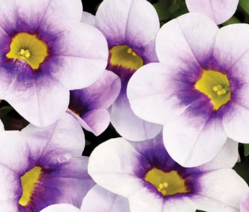 Calibrachoa leah ice