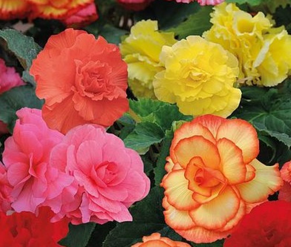 Begonia Majestic