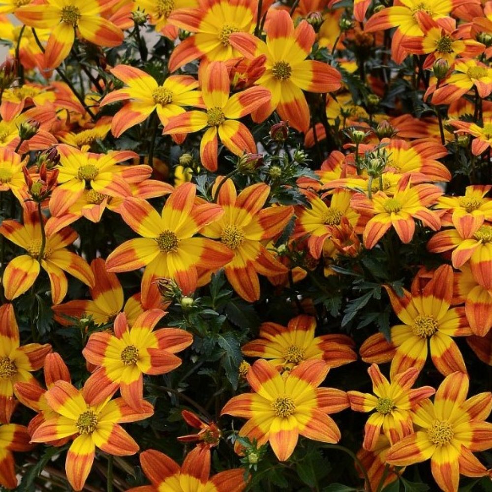 bidens inferno