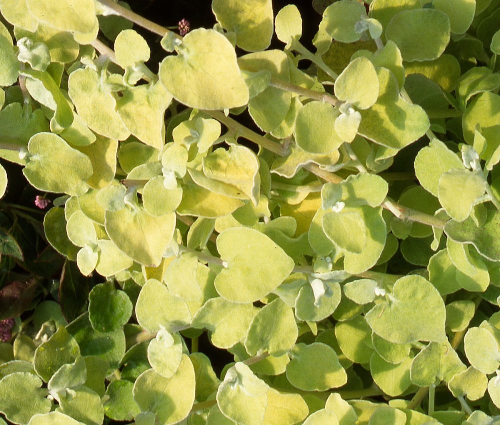 Helichrysum Gold
