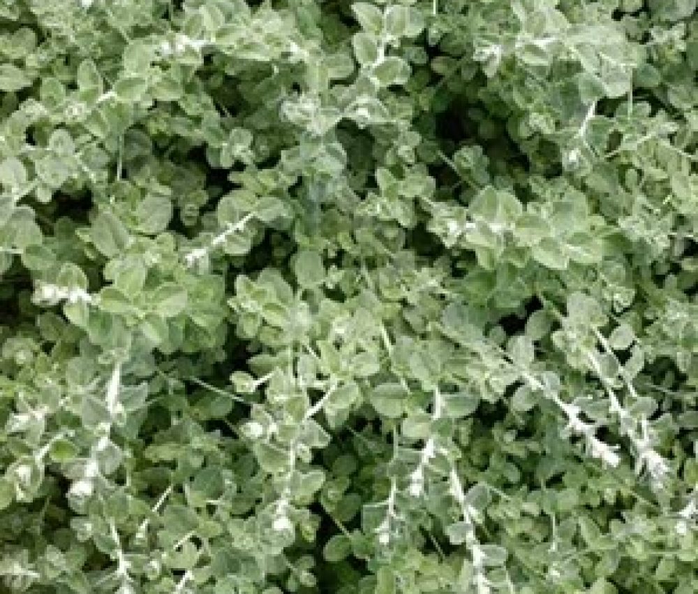 Helichrysum Micro