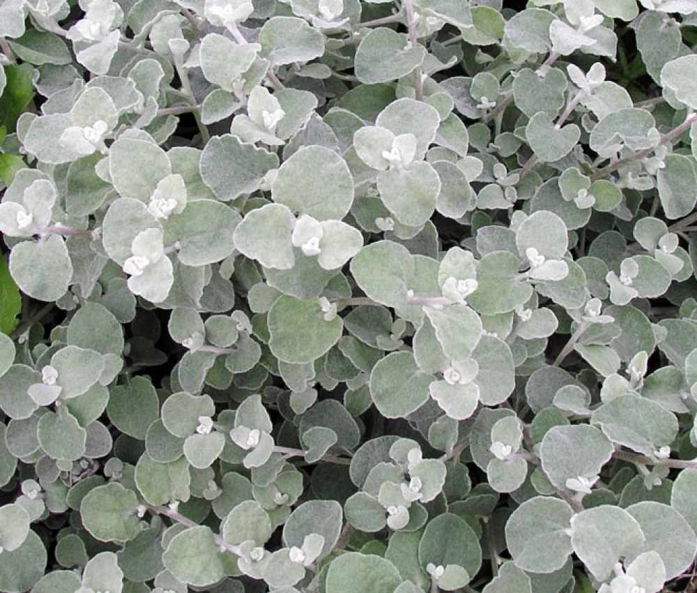 Helichrysum Silver
