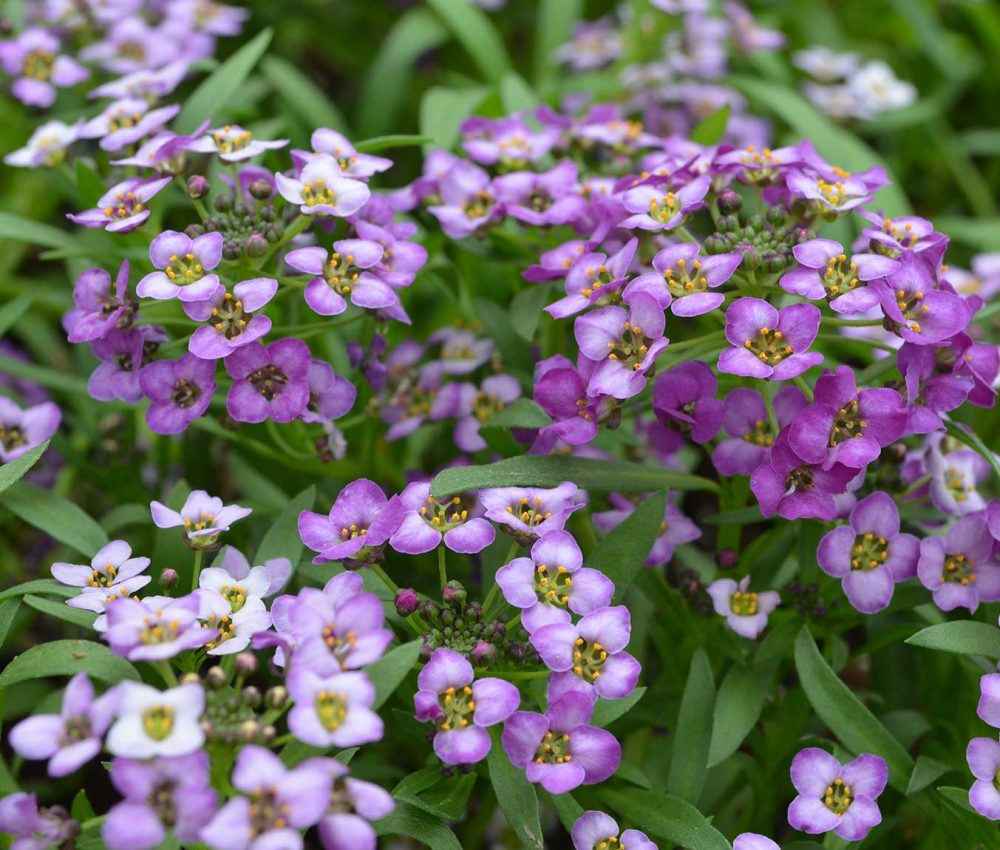 LOBULARIA LAVENDER