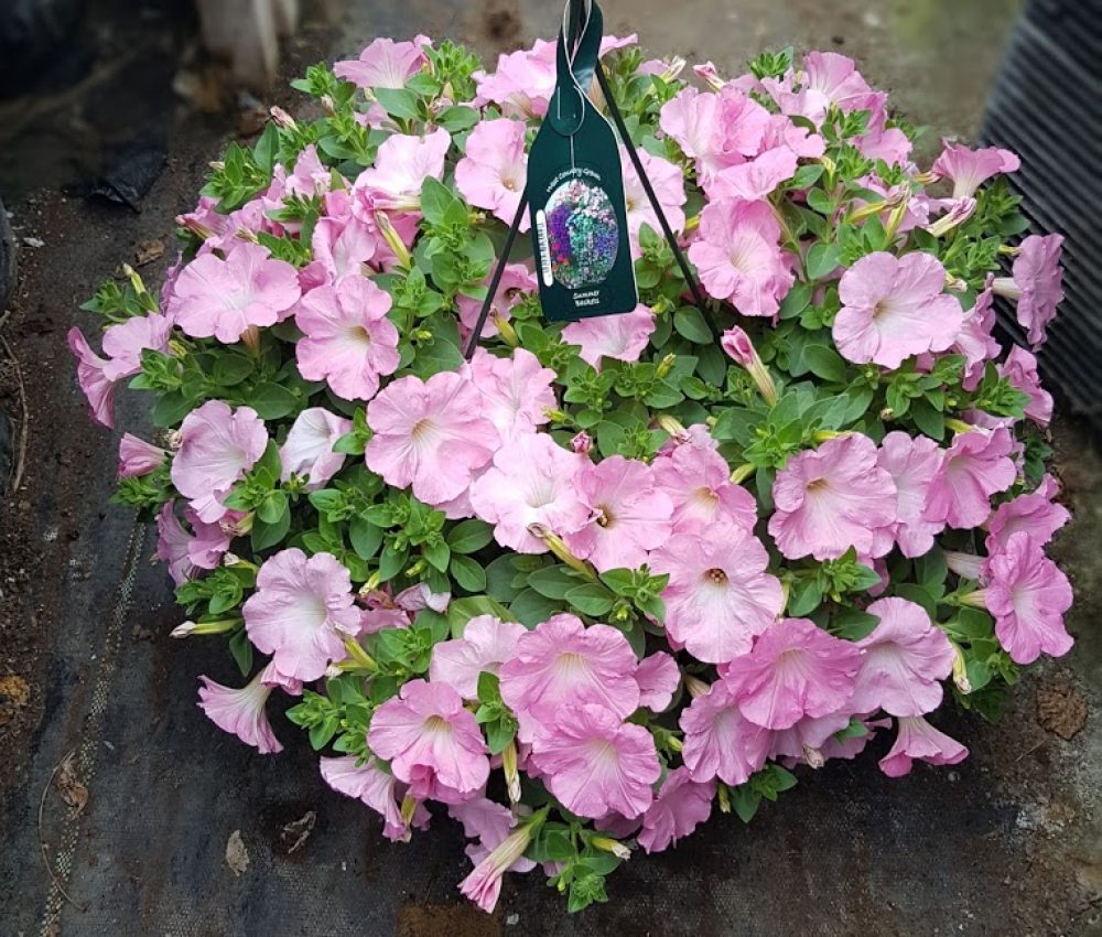 Summer Plastic Basket