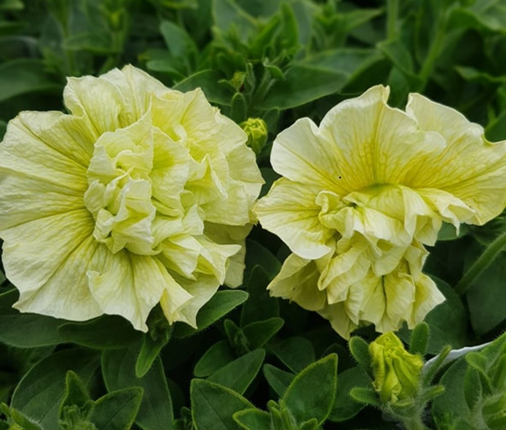 Tumbelina Susanna