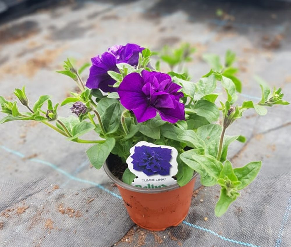 Tumbelina Belinda