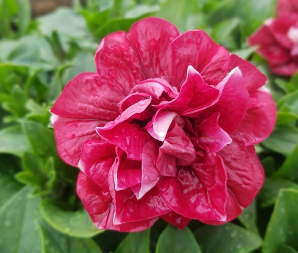 Tumbelina Cherry Ripple