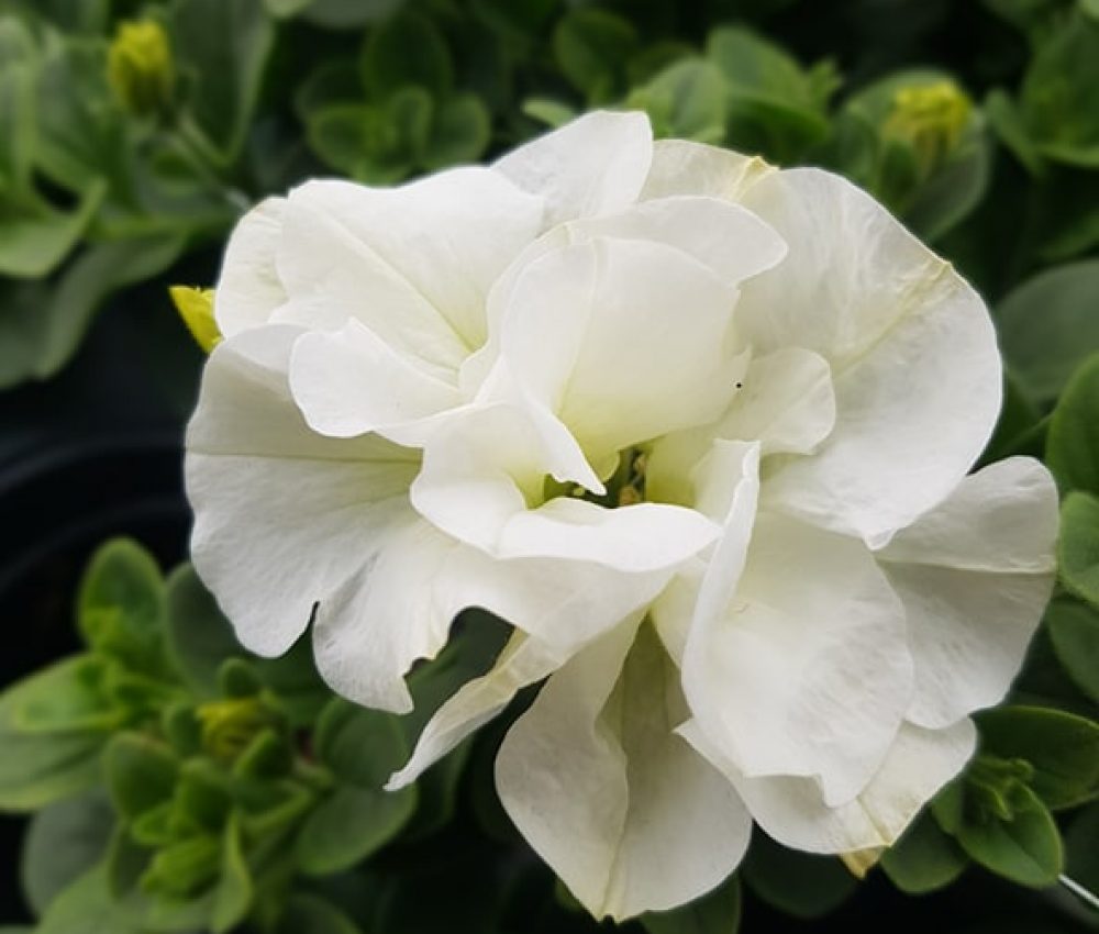 Tumbelina Diana