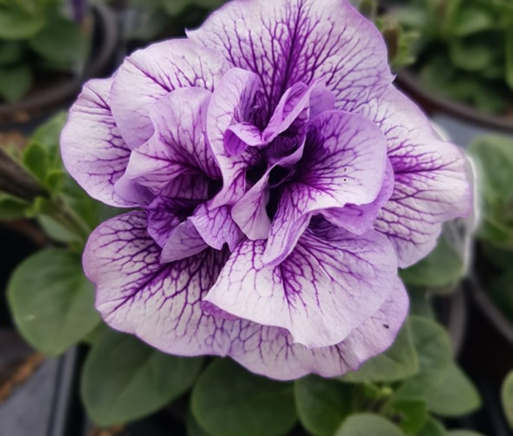 Tumbelina Priscilla
