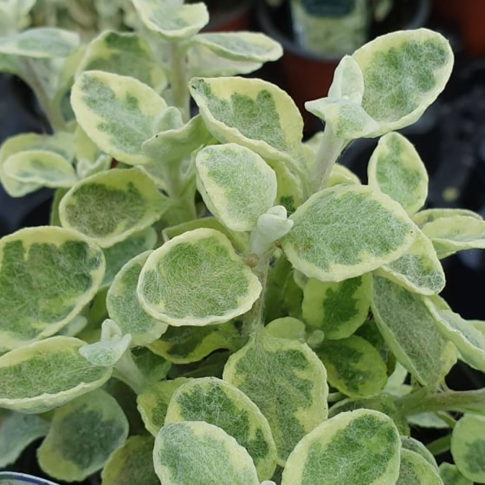 Helichrysum Variegated- 10cm A rich succulent foliage plant with variegated lobed foliage. A striking addition to any container or basket.