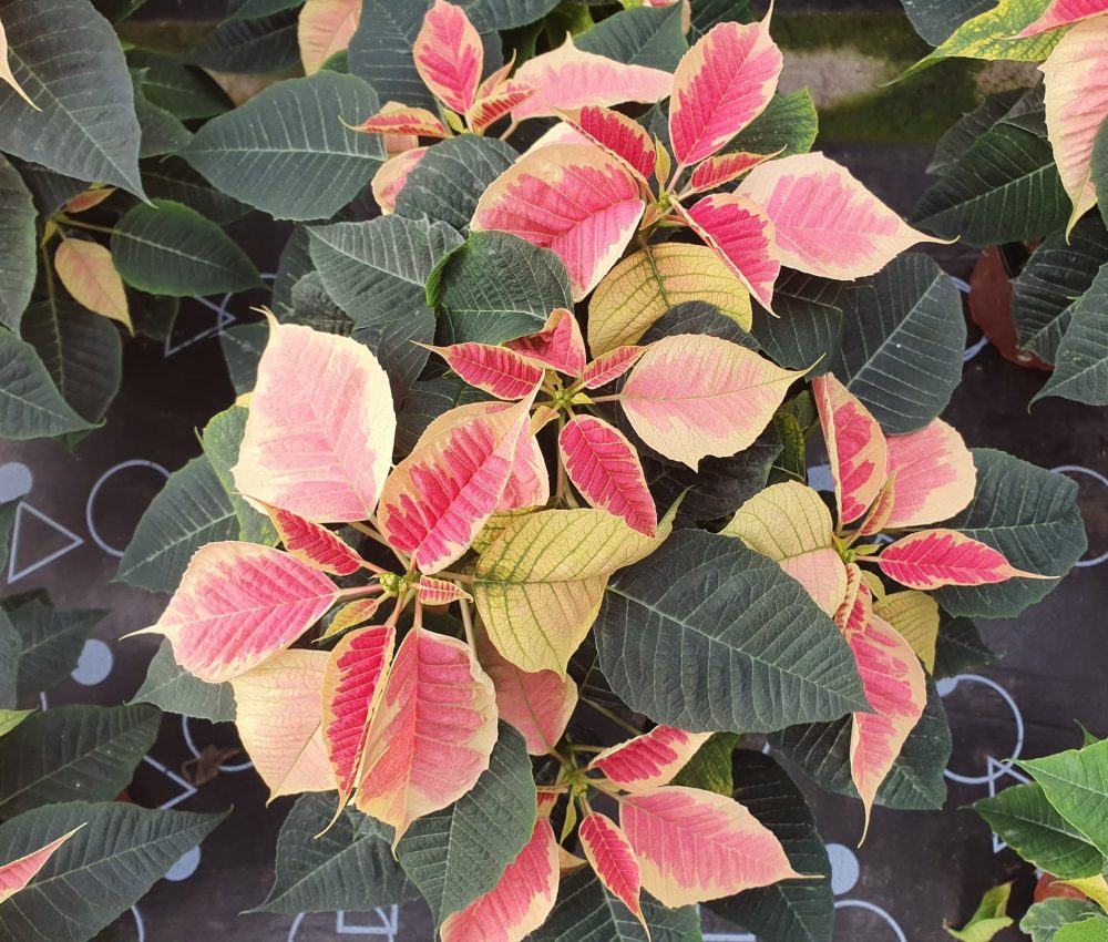 Dark Marble Poinsettia 1