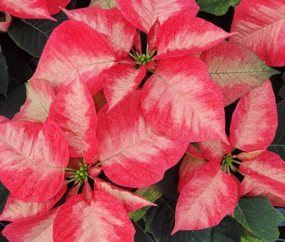Ice crystal Poinsettia 3