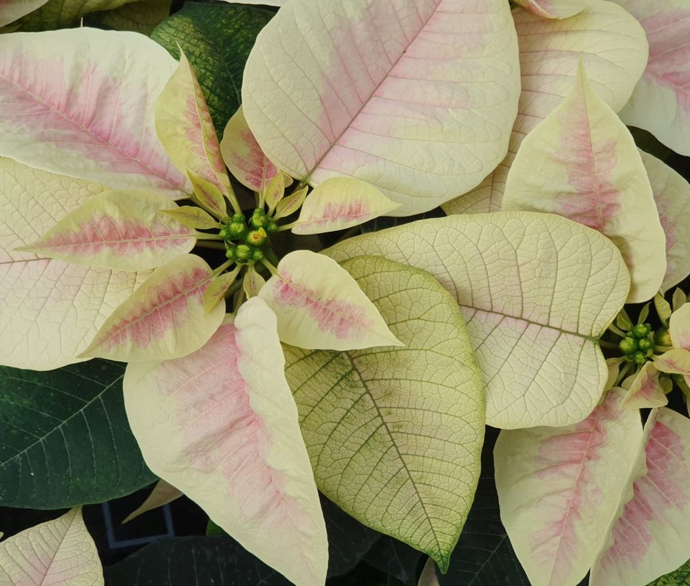 Light Marble Poinsettia 3