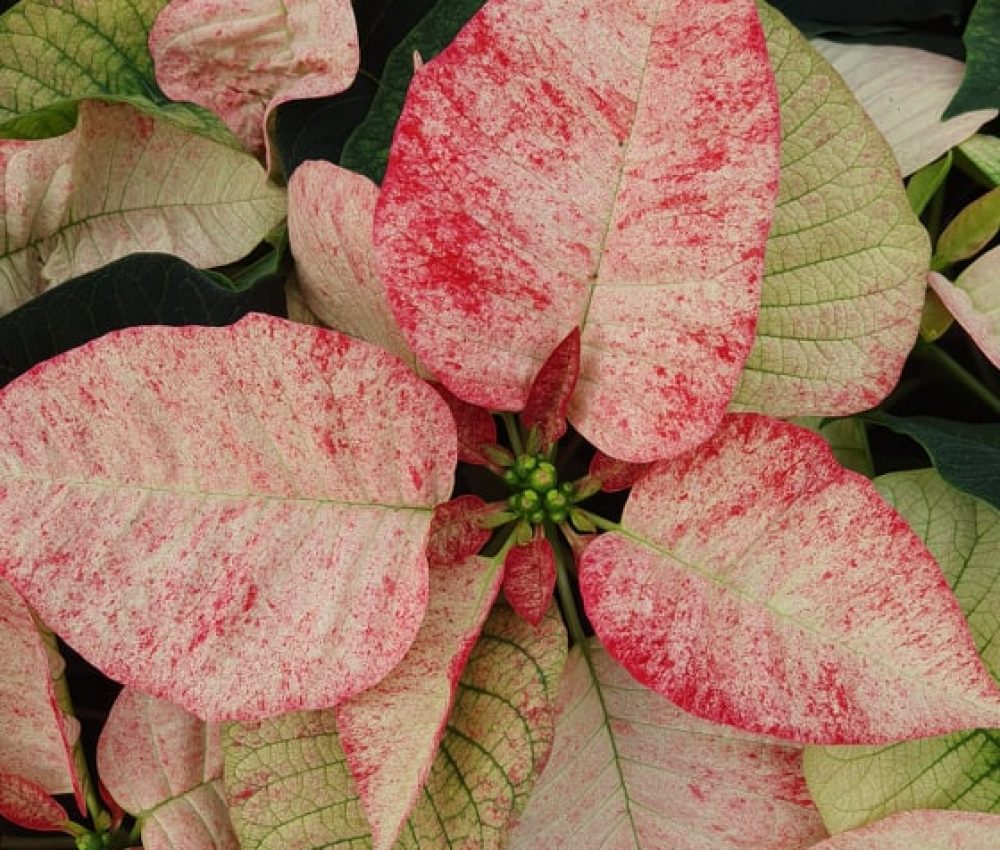 Picaso Poinsettia