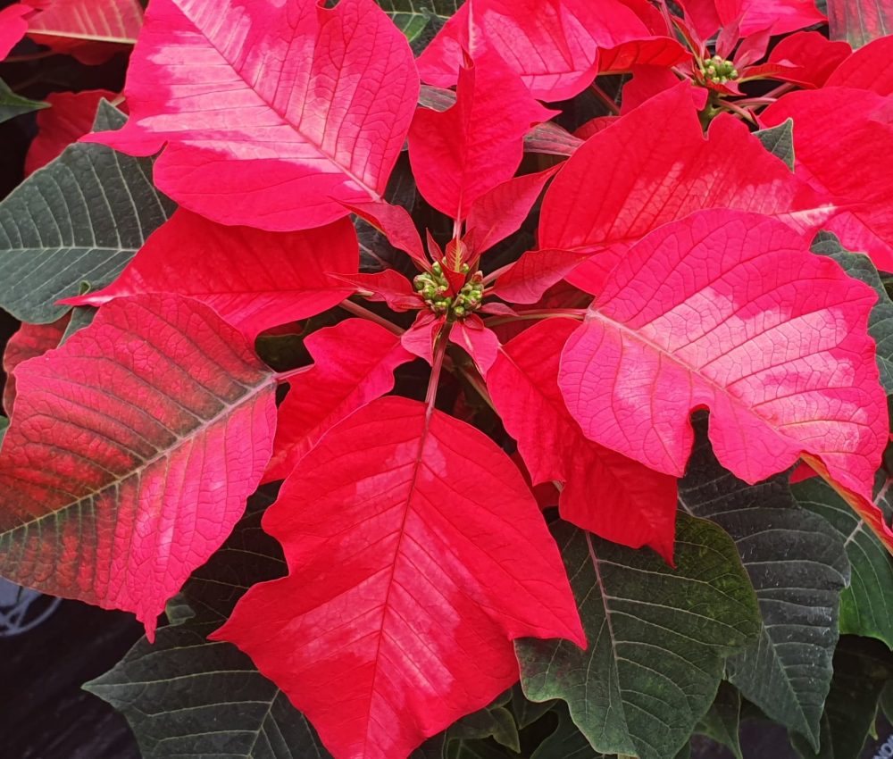 Poinsettia Ice Punch 1