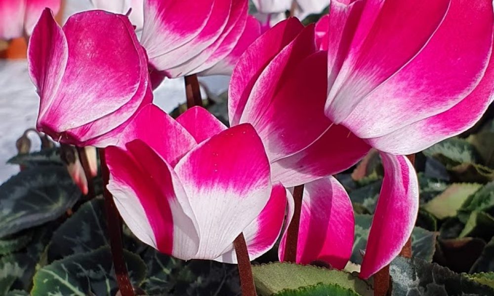 indiaka Cyclamen