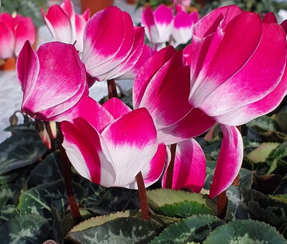 indiaka Cyclamen