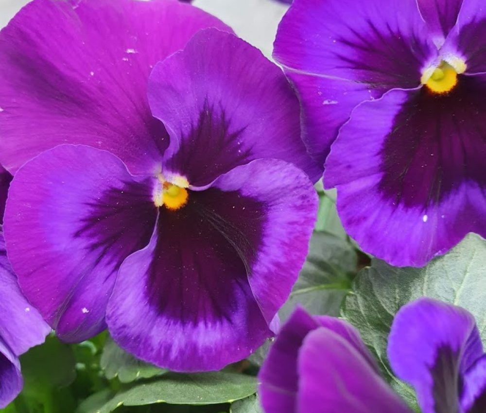 Neon Violet Pansy 6 pack