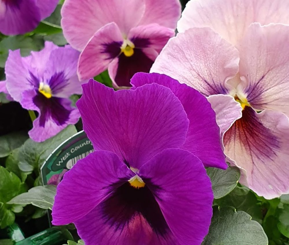 Lavender Surprise Pansy 6 Pack
