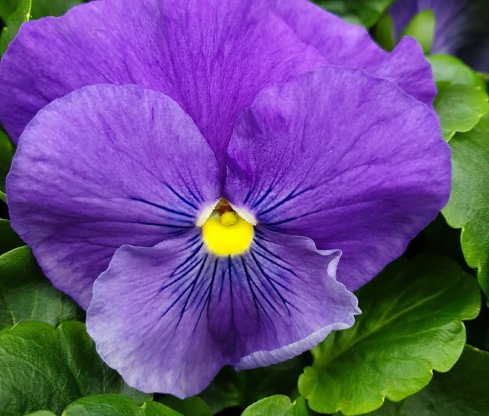 True Blue Pansy 6 Pack