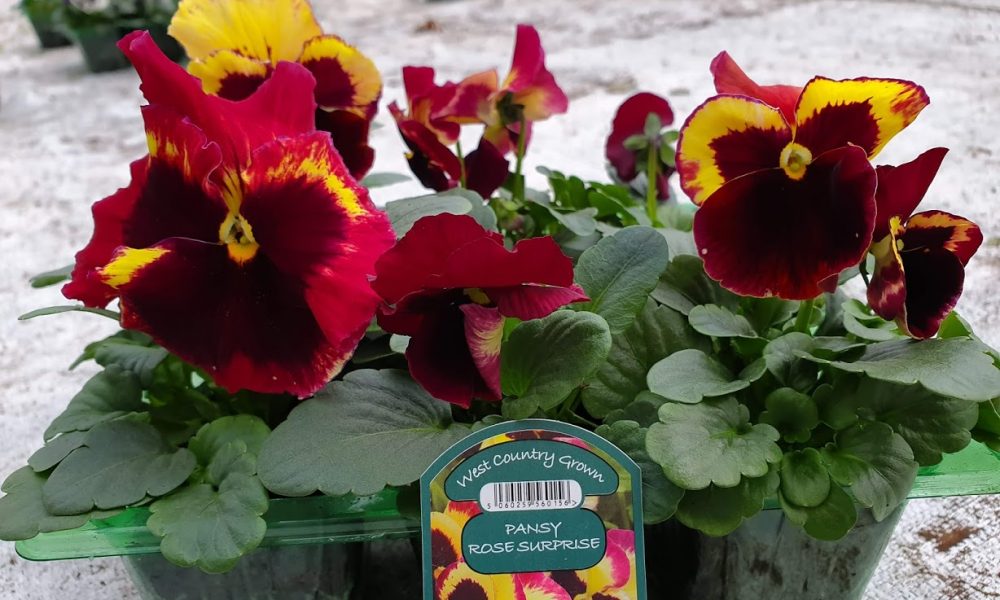 Rose Surprise Pansy 6 Pack
